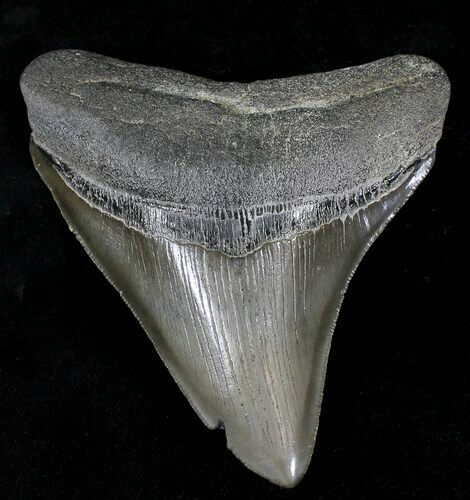 Serrated Megalodon Tooth - Georgia #21725